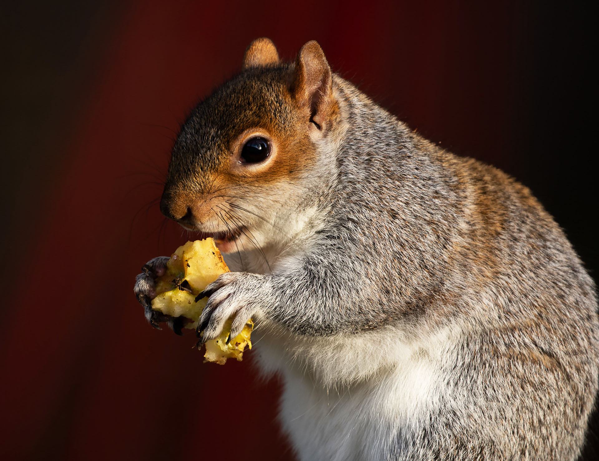 Squirrel eating apple core in London playground