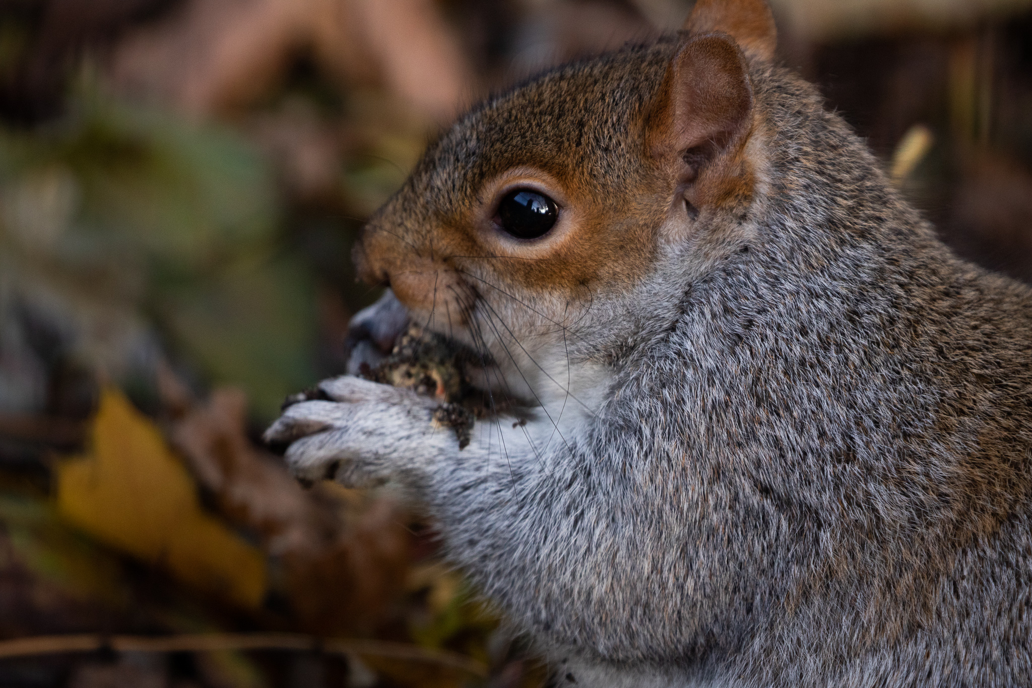 squirrel's breakfast