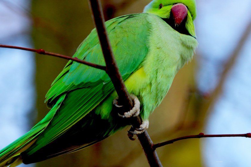 parakeet kensington gardens