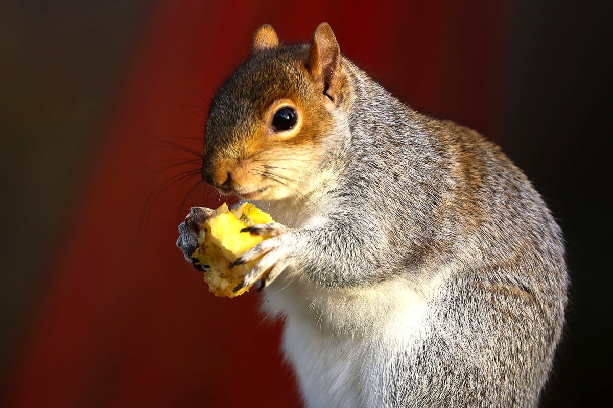 Urban Squirrels – Sophie’s&nbsp;Story…