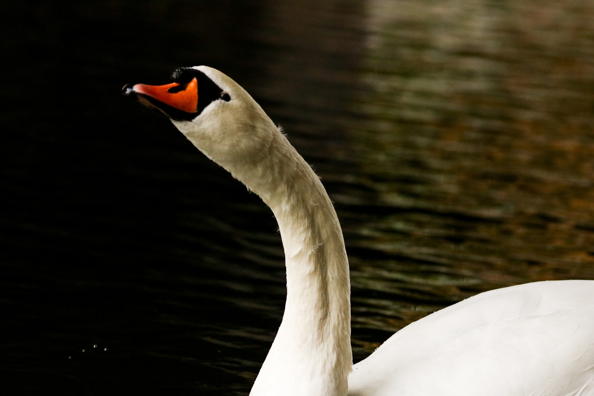 Curious Swan