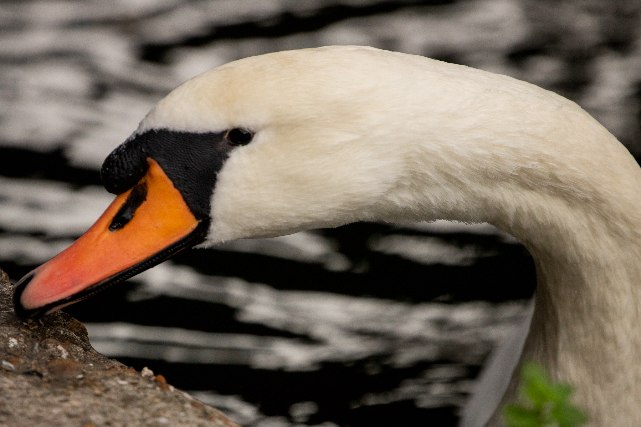 Canal Swan