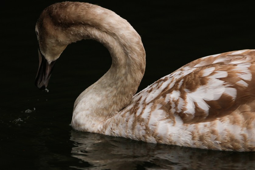 speckled swan