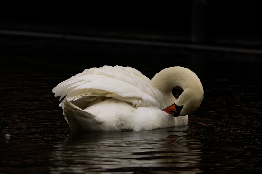 preening swan 2