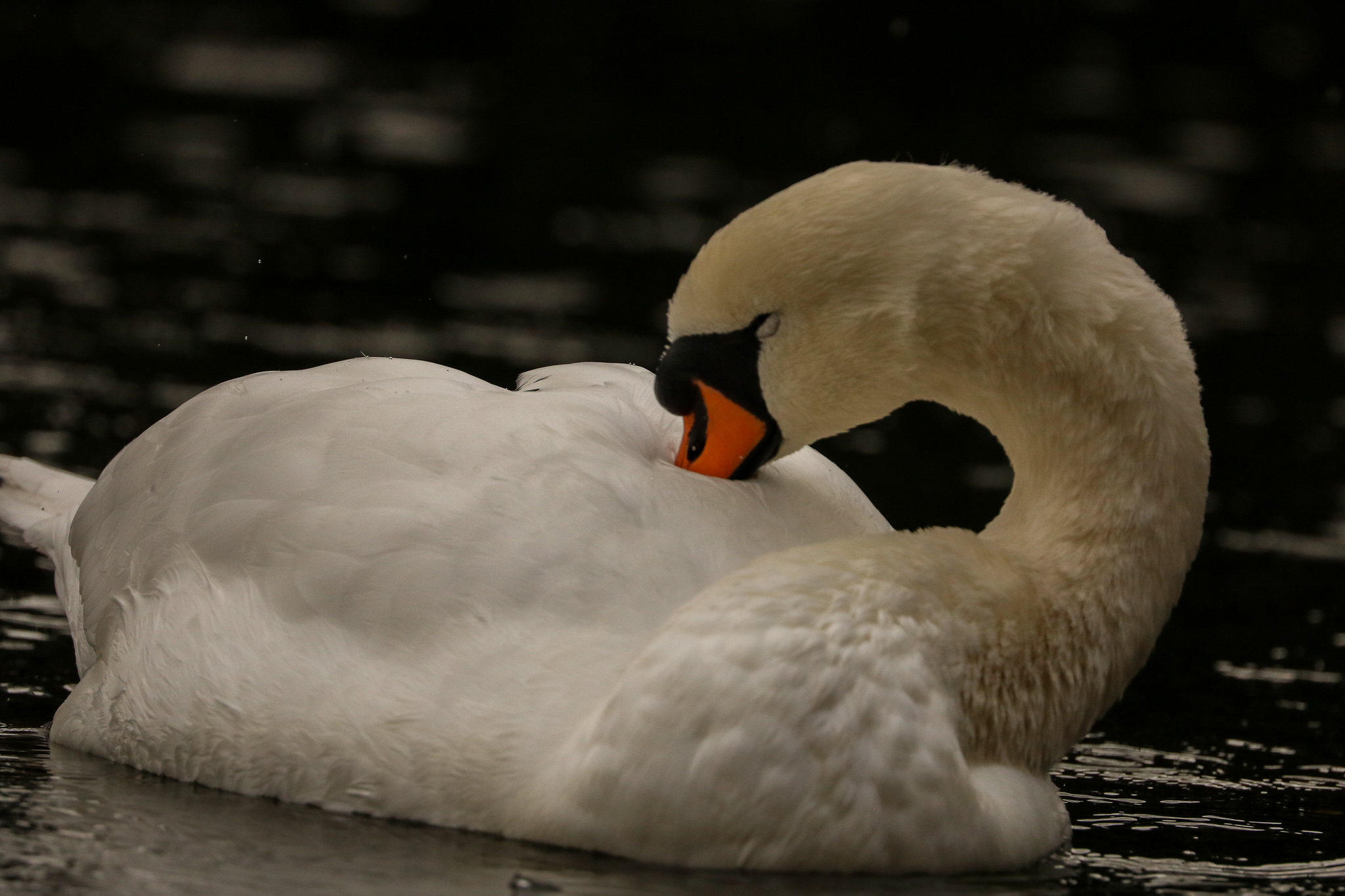 Wild White Swan