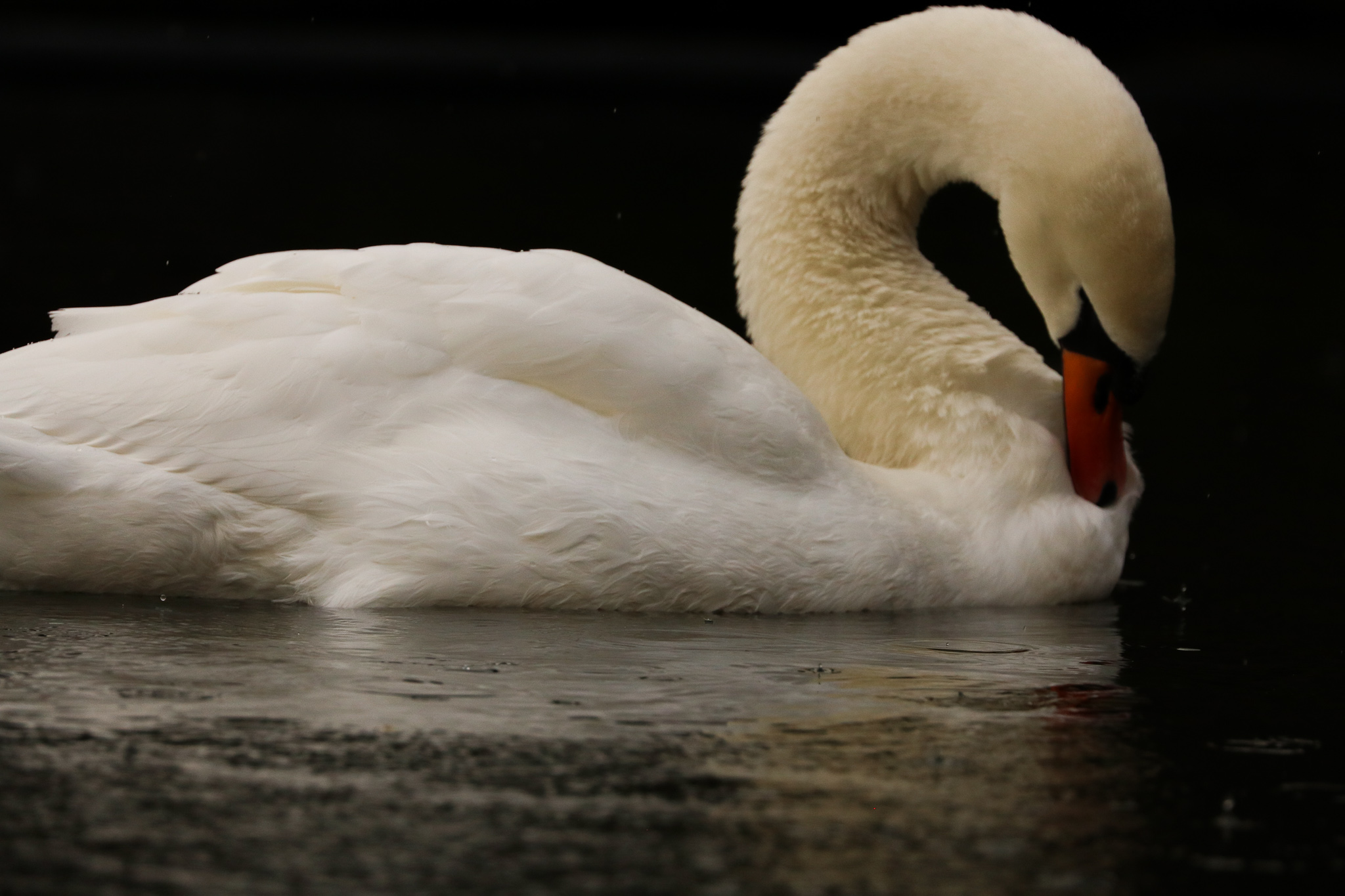 White swan