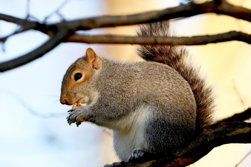 Squirrel in Kensington Gardens eating an apple