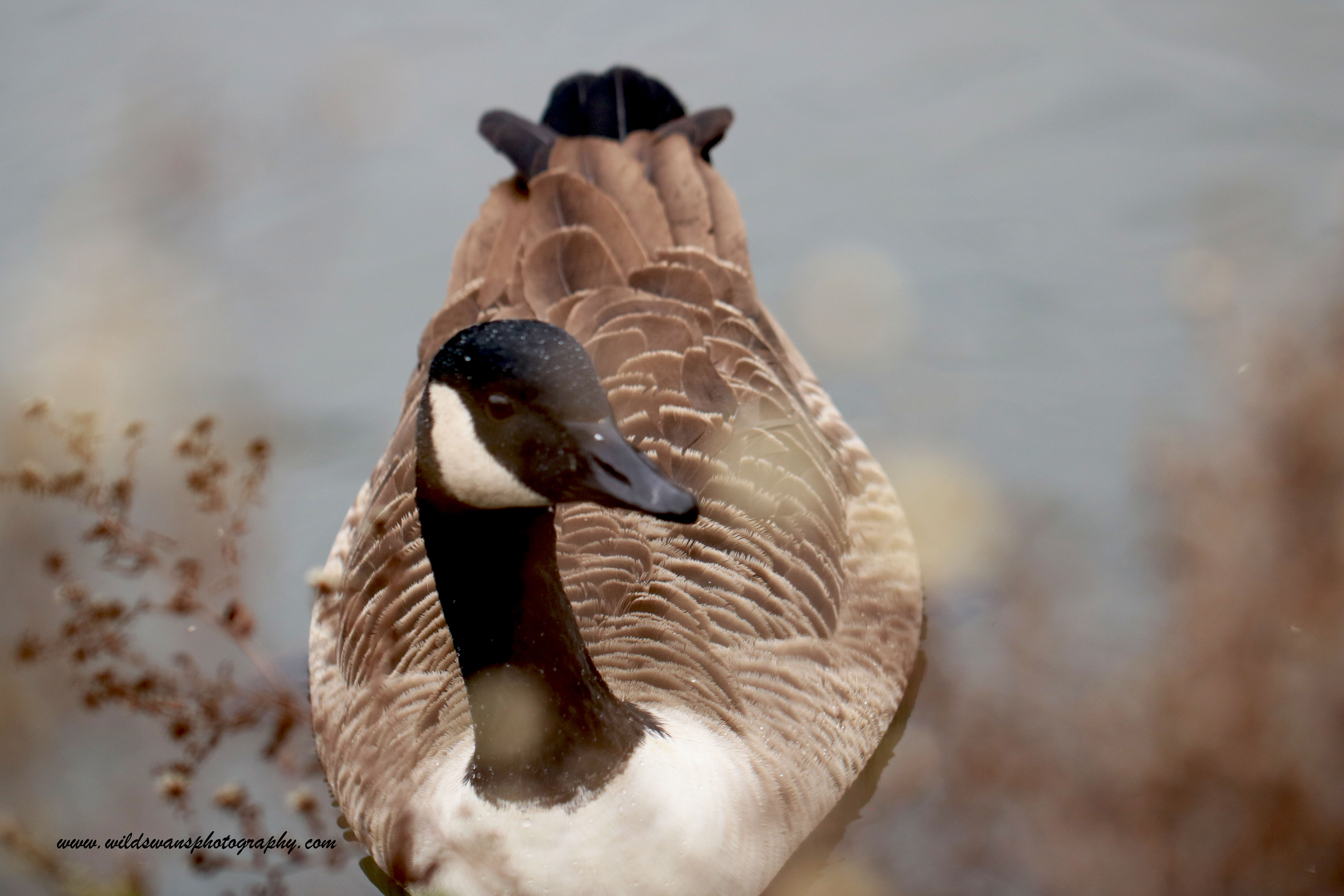 brown goose 3 clissold