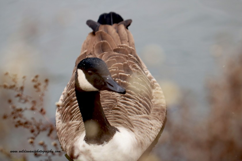 brown goose 3 clissold