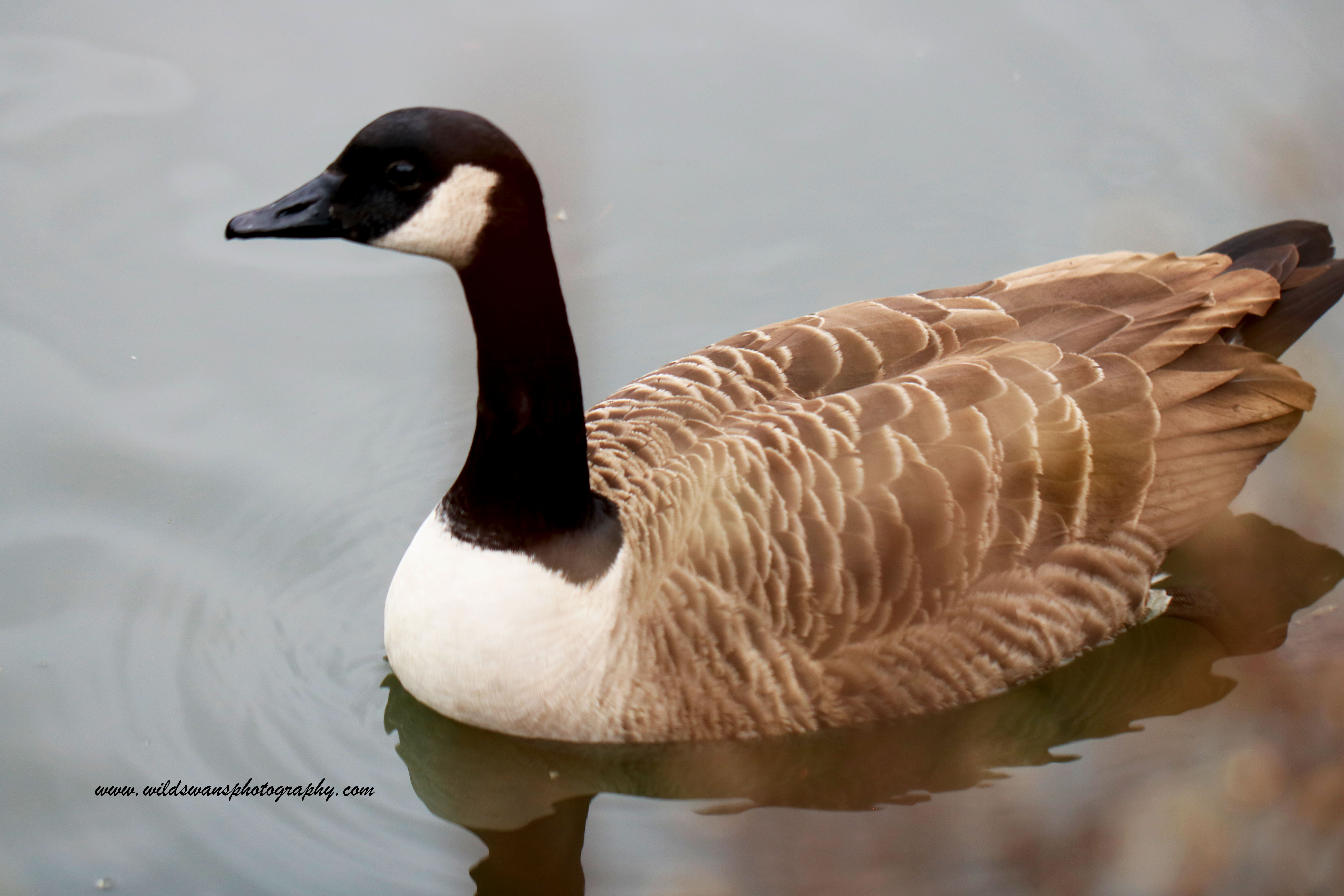 brown goose 4 clissold