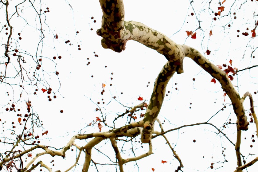 chestnuts suspended in air