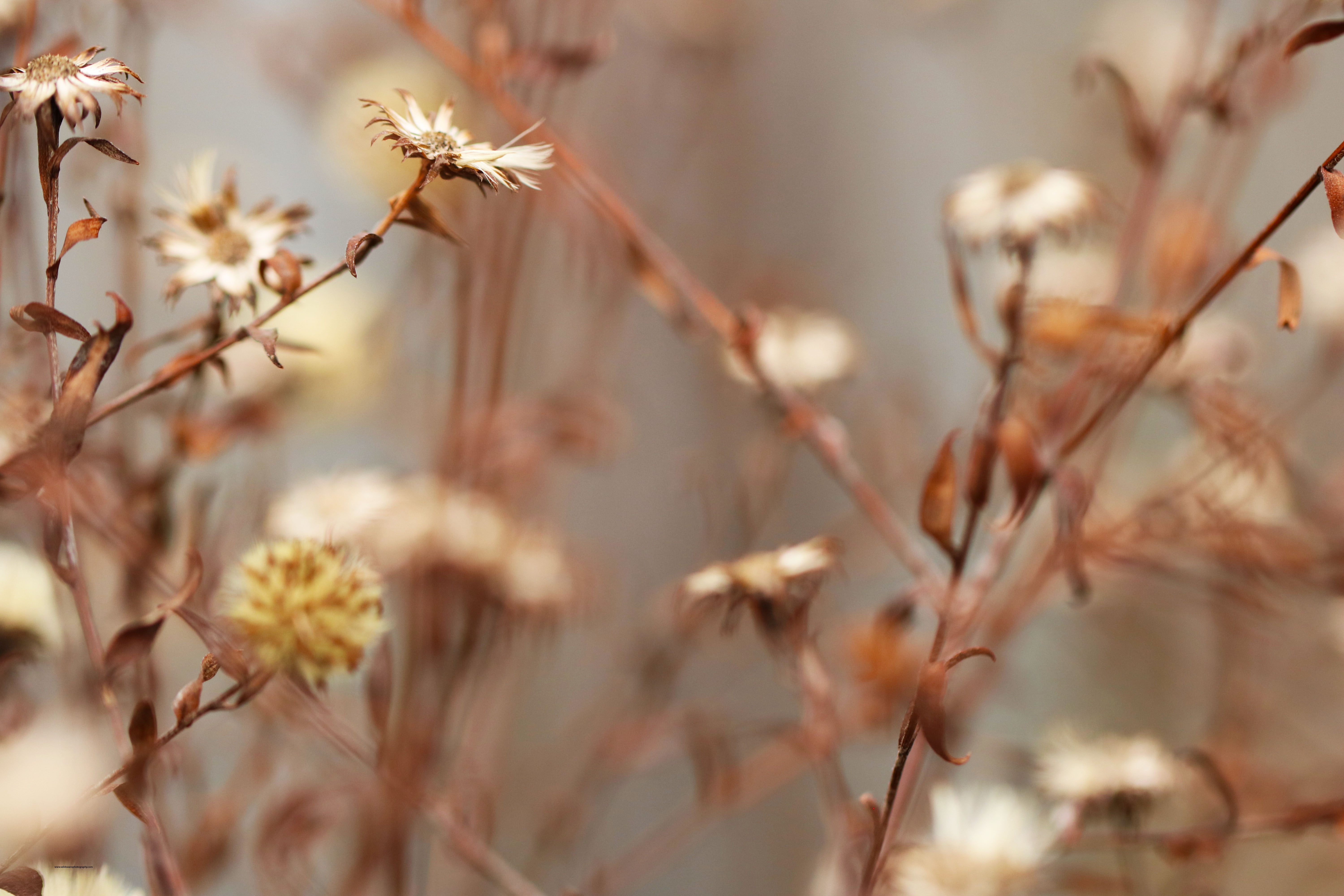 Dreamy winter flora of Clissold Park