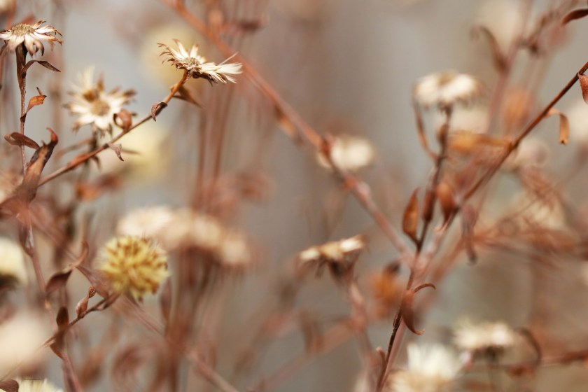 Dreamy winter flora of Clissold Park