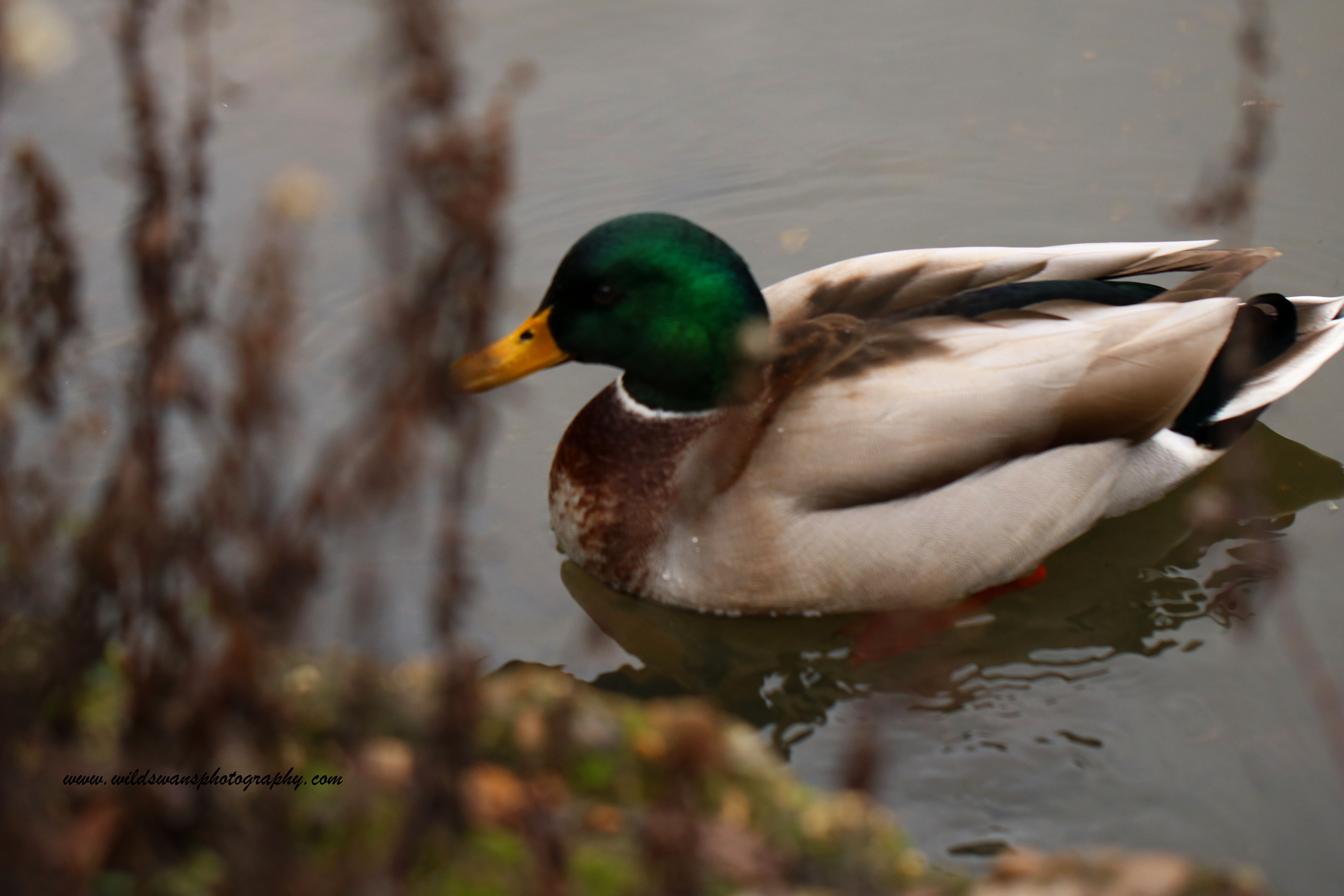 duck clissold park 2