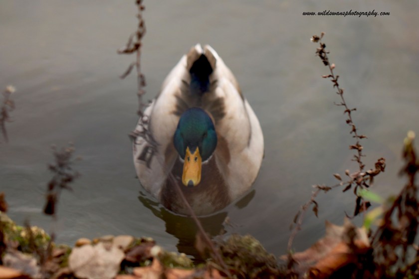 duck clissold park 3