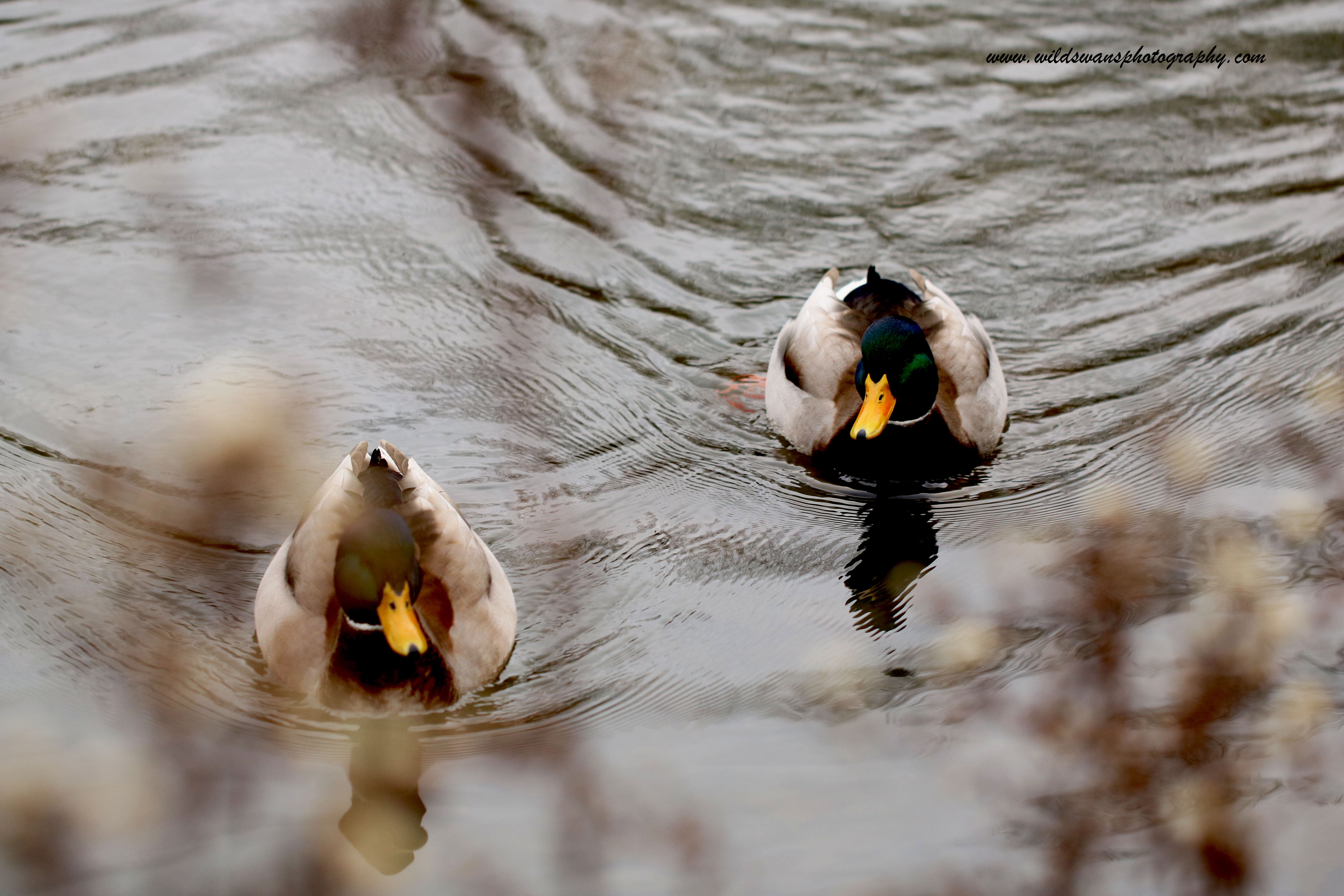 two drakes swim off to celebrate New Year's Eve