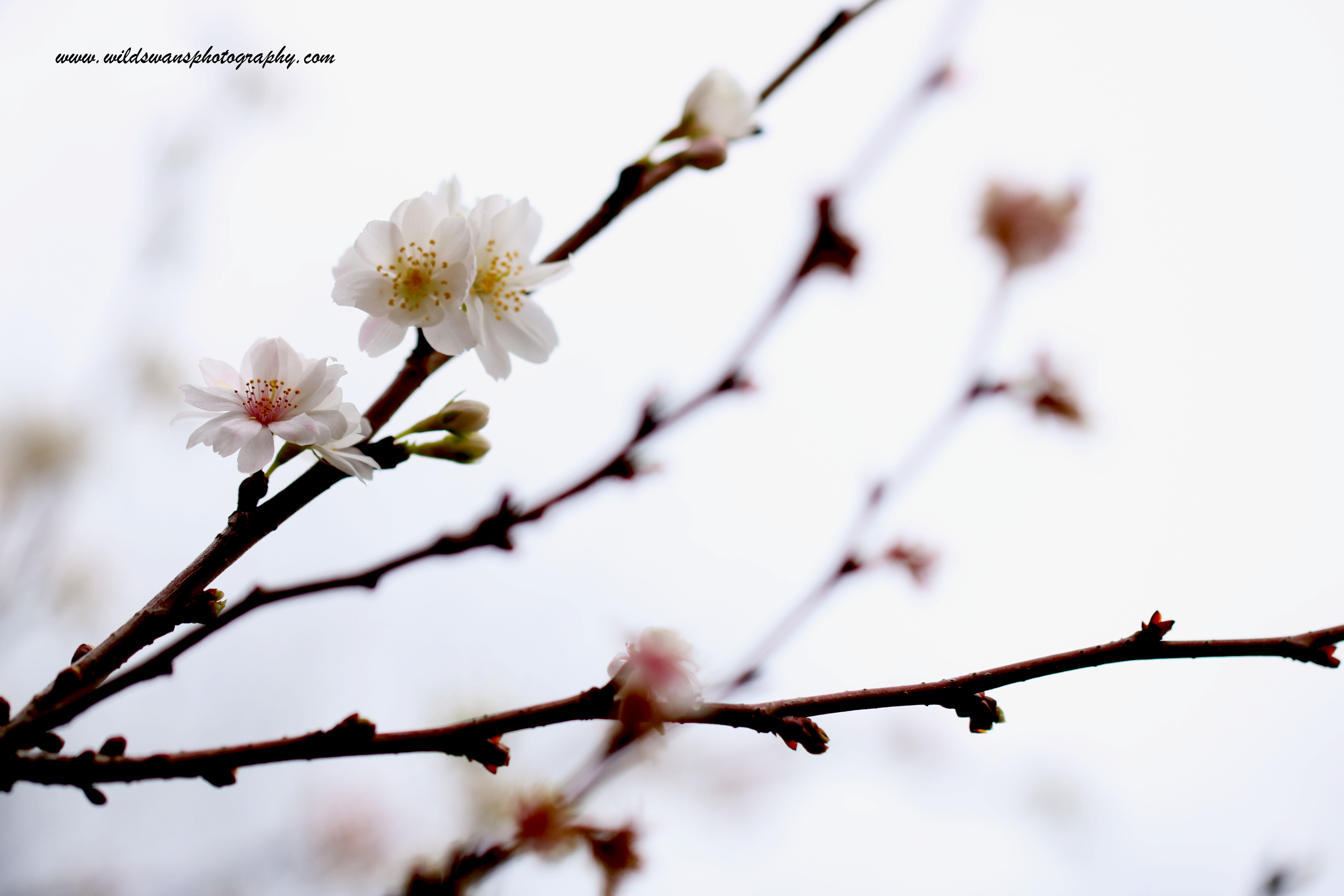 winter blossom clissold park 2