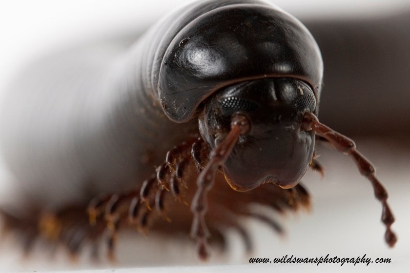 African giant millipede London Zoo