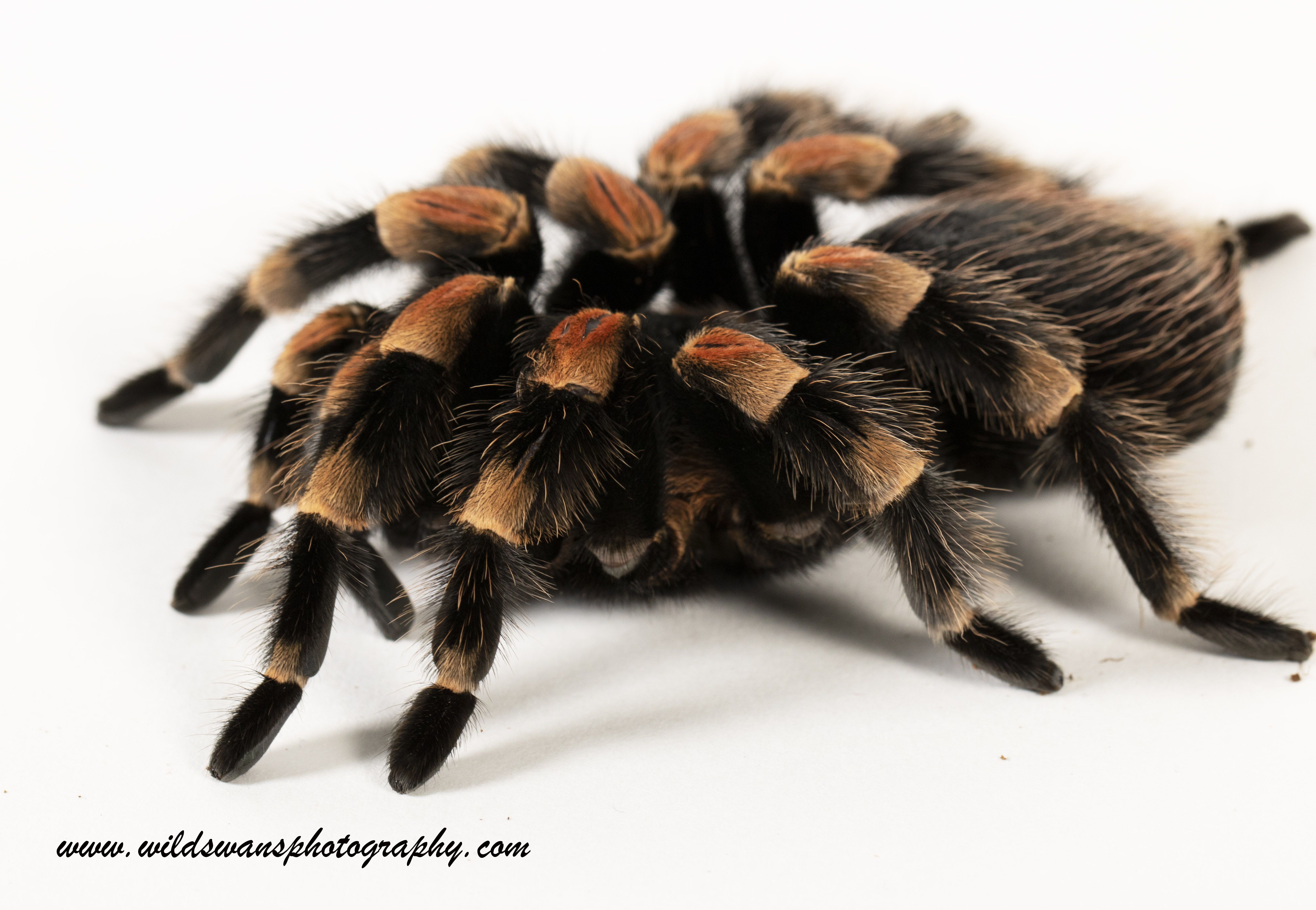 African Tarantula LZ 2