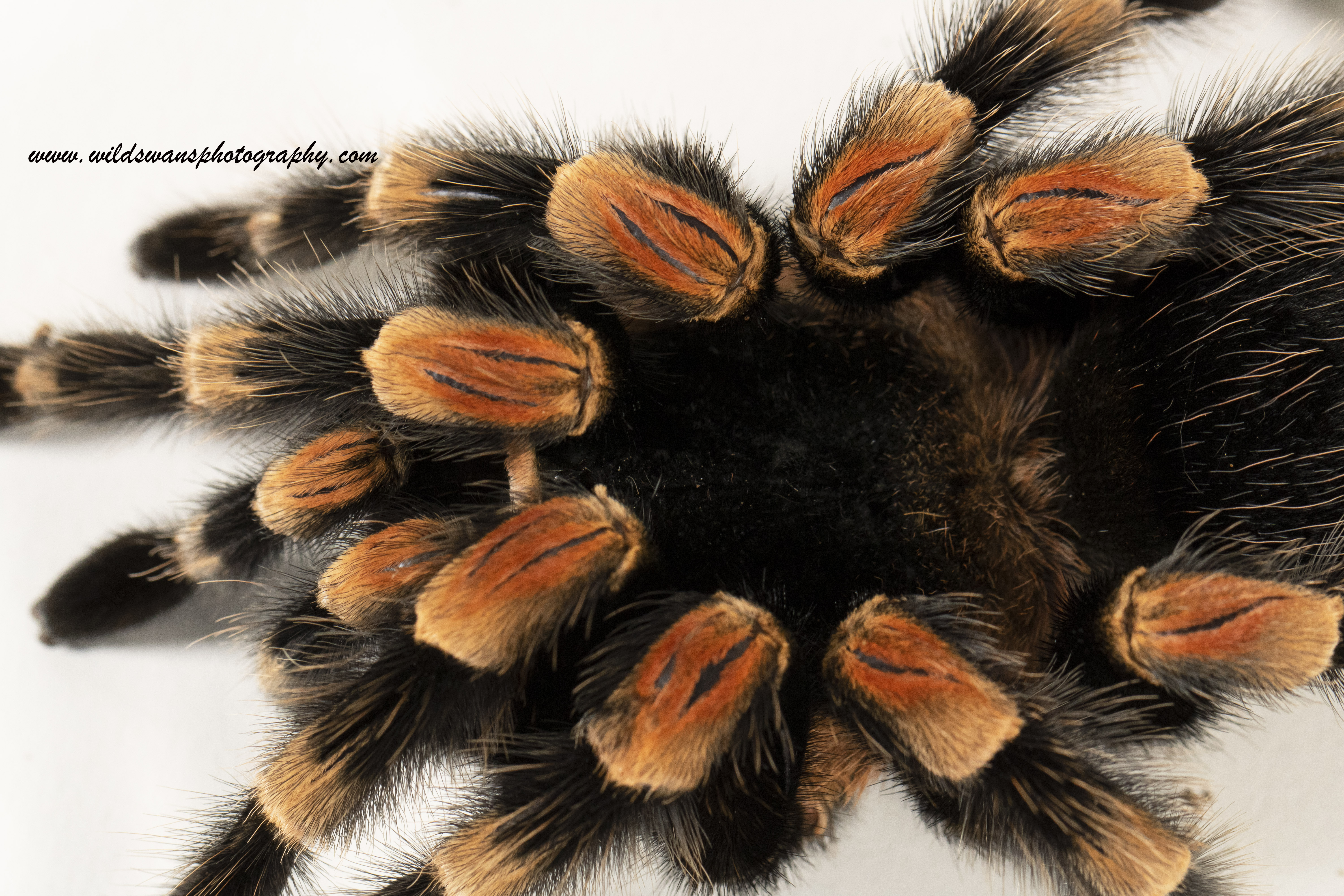 African tarantula LZ