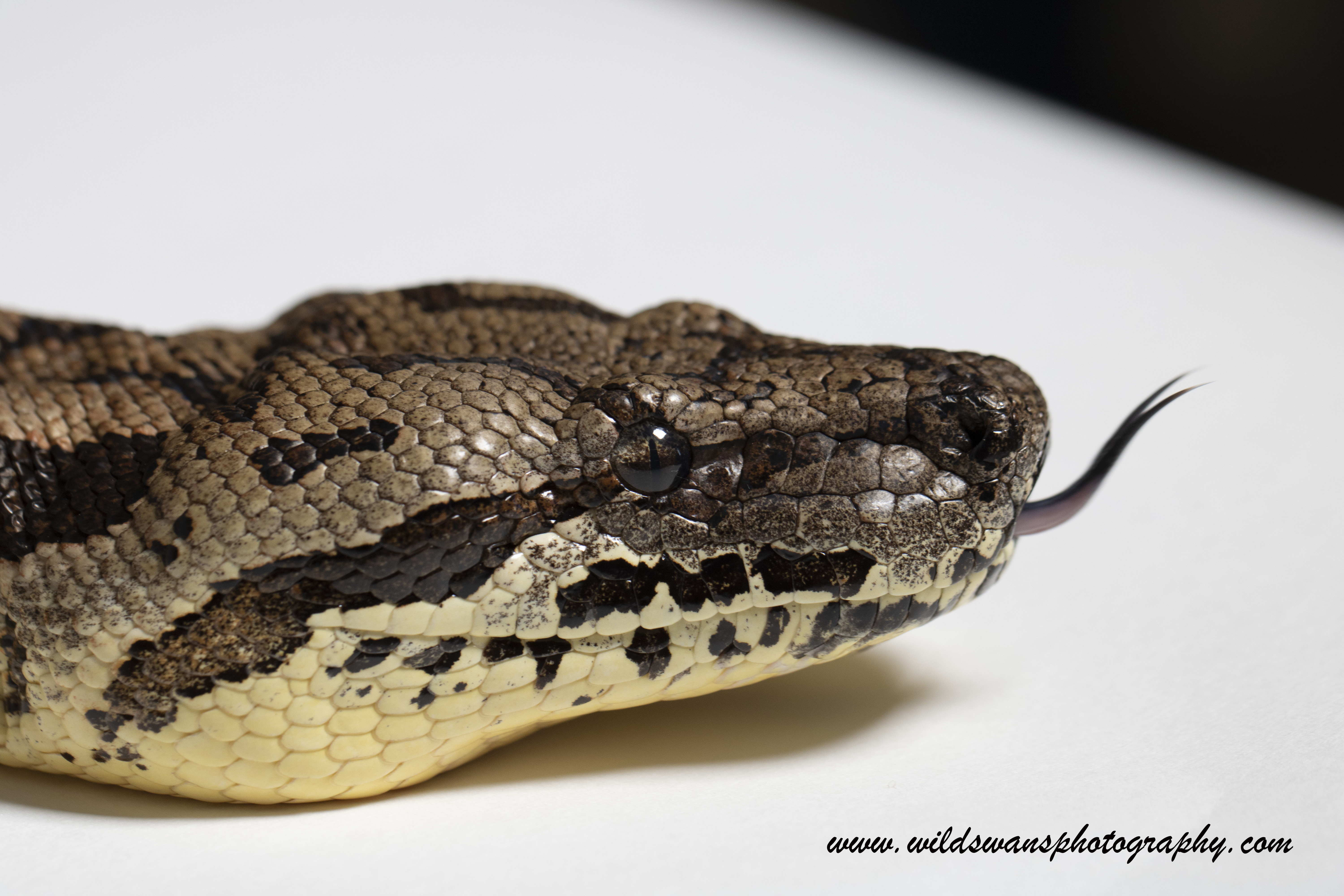 Snake on Macro Course