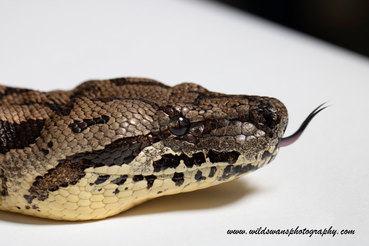 For the love of macro photography… amphibians and&nbsp;bugs!