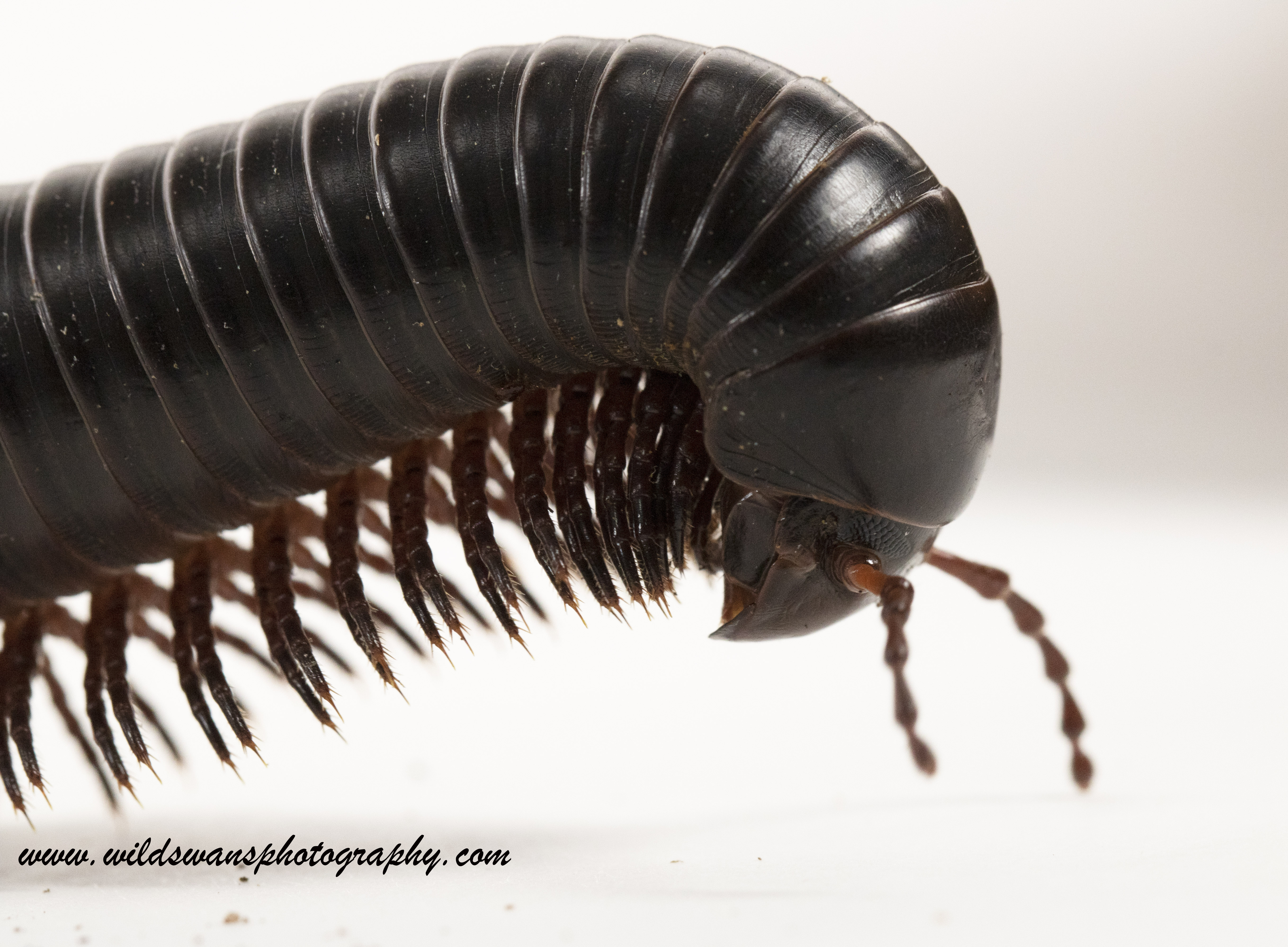 Giant African millipede 2 LZ