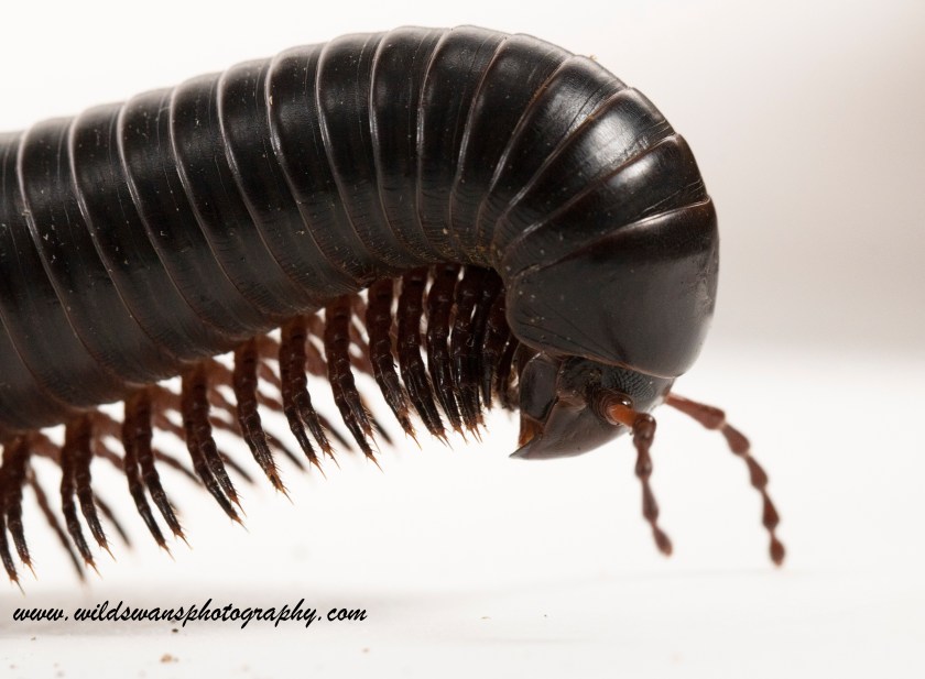 Giant African millipede 2 LZ