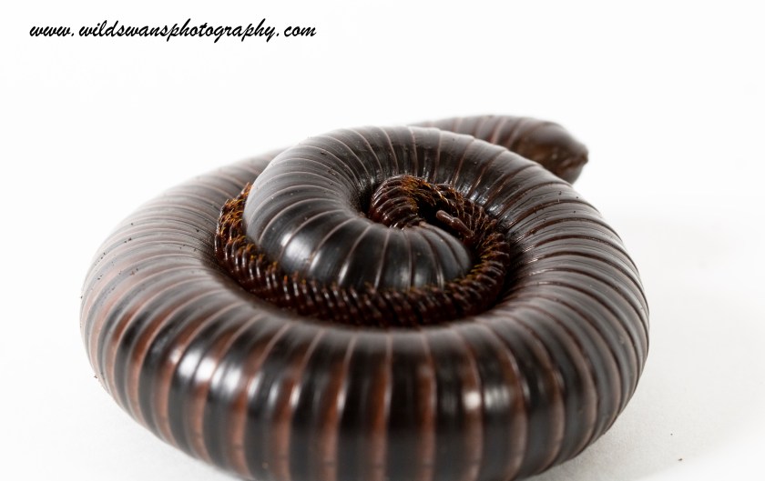 Giant African Millipede curled