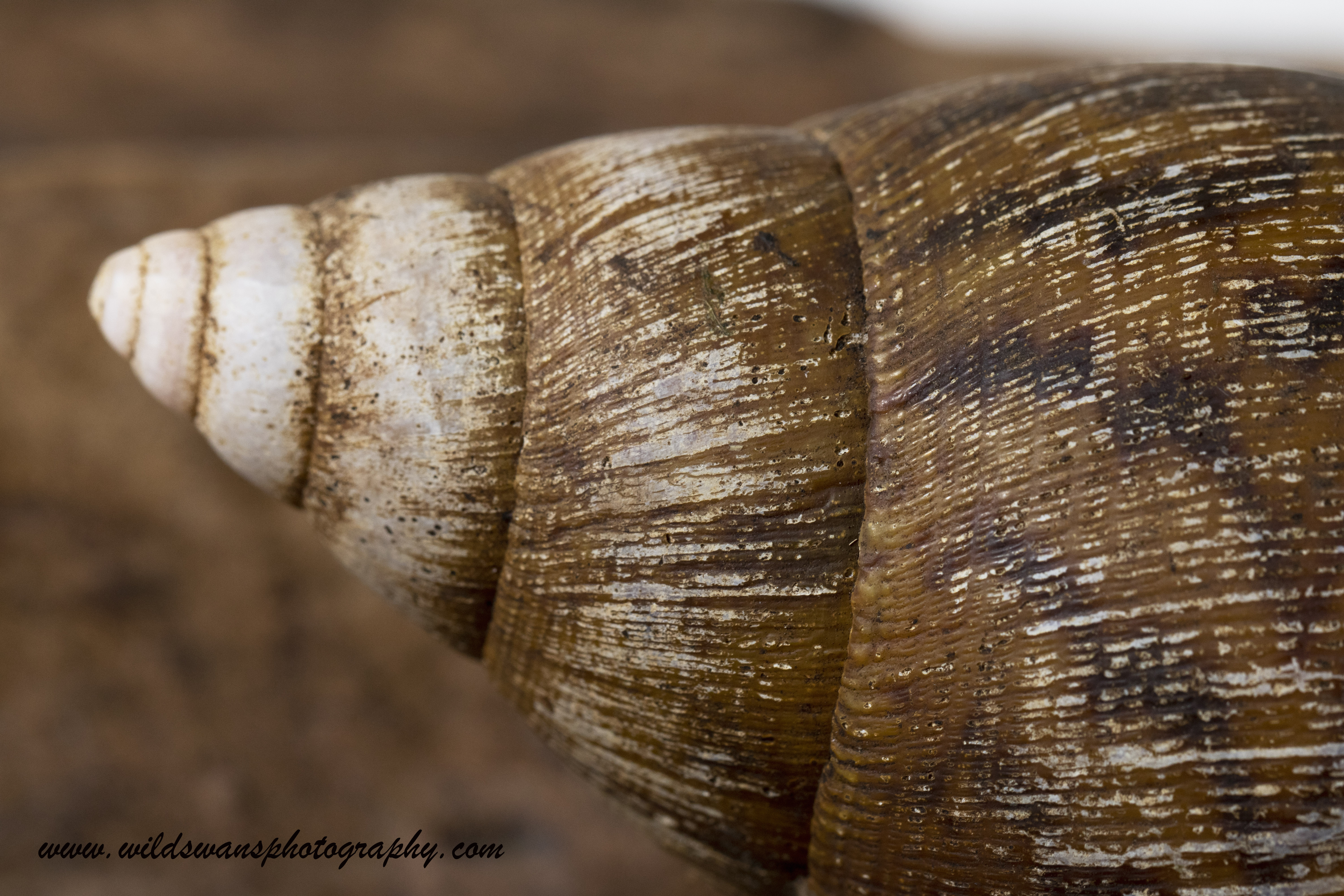 Giant  African Snail's shell LZ