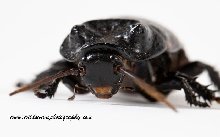 Giant Beetle Madagascar LZ