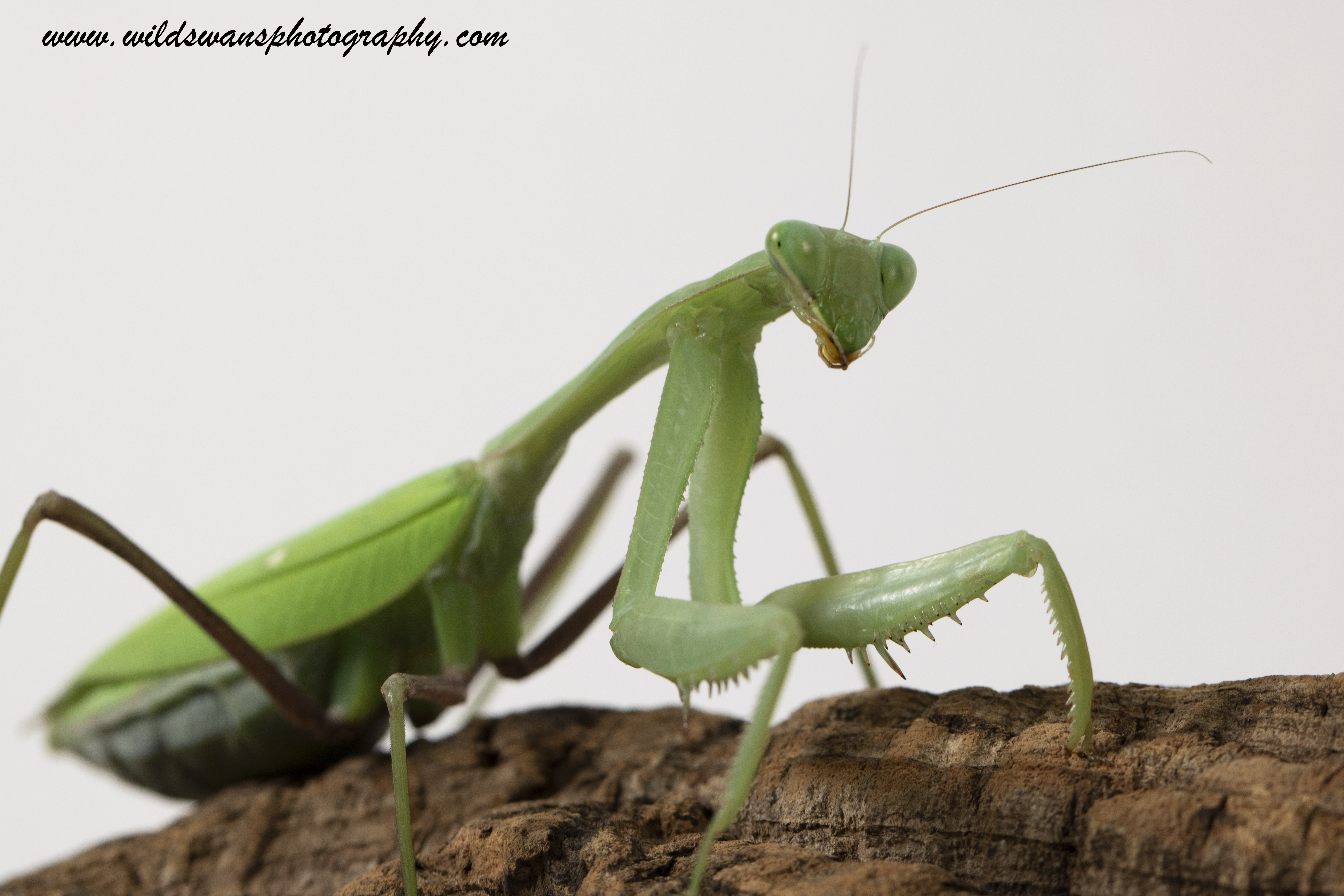 Malaysian Jungle Nymph sitting down