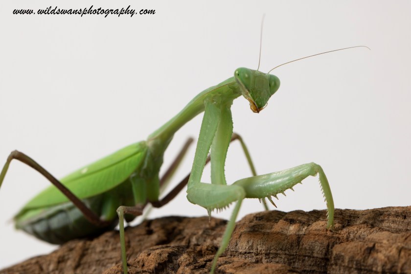 Malaysian Jungle Nymph sitting down