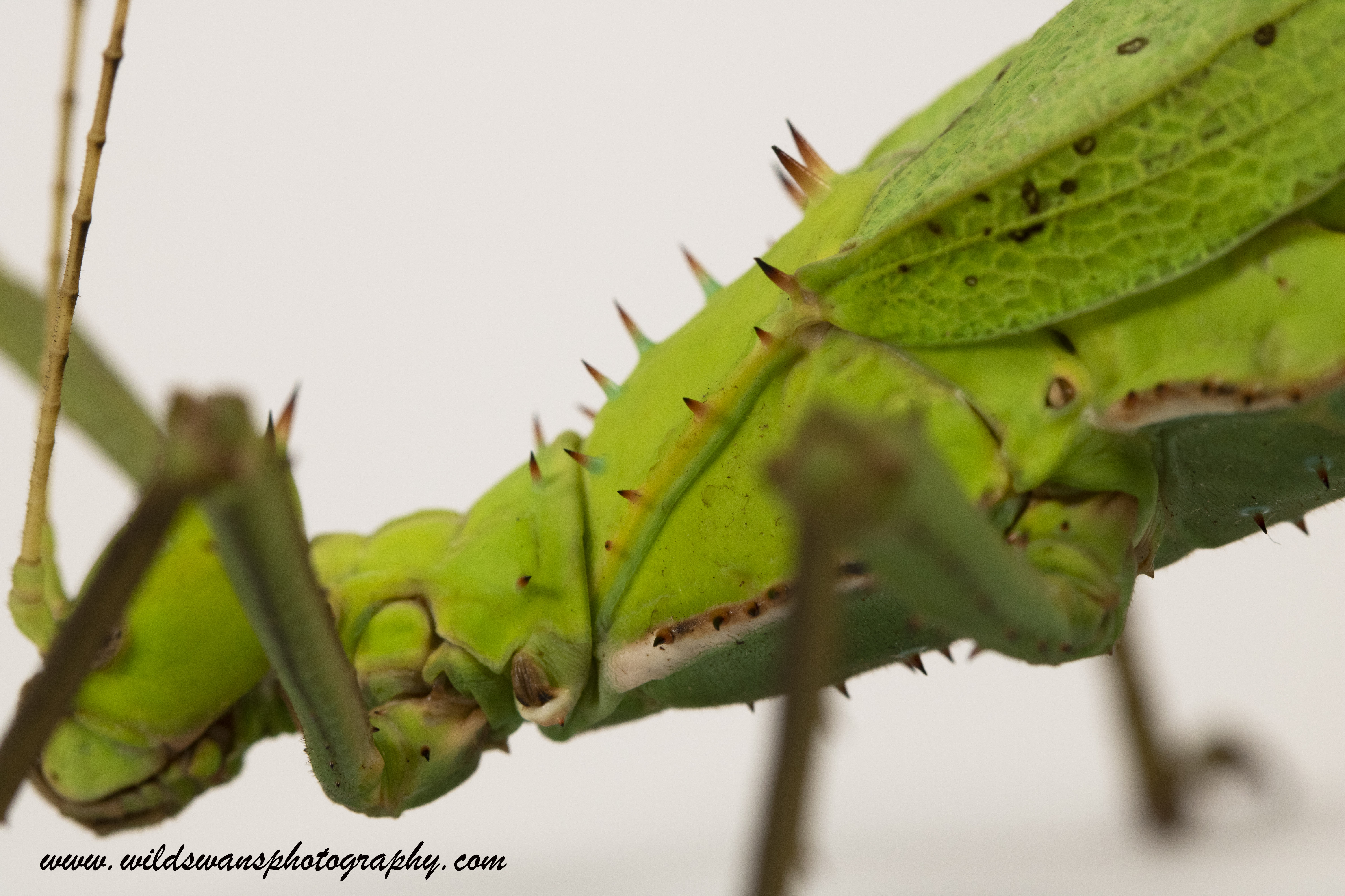 Malaysian Jungle Nymph (stick insect)