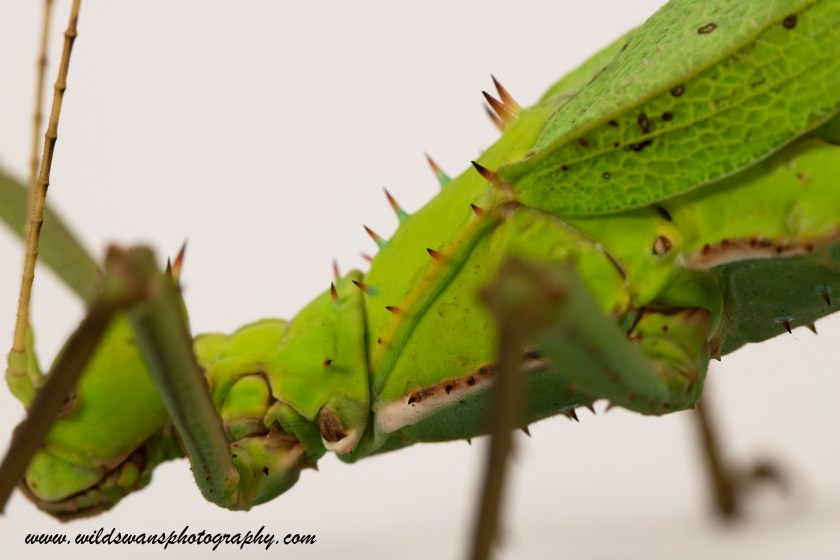 Malaysian Jungle Nymph (stick insect)