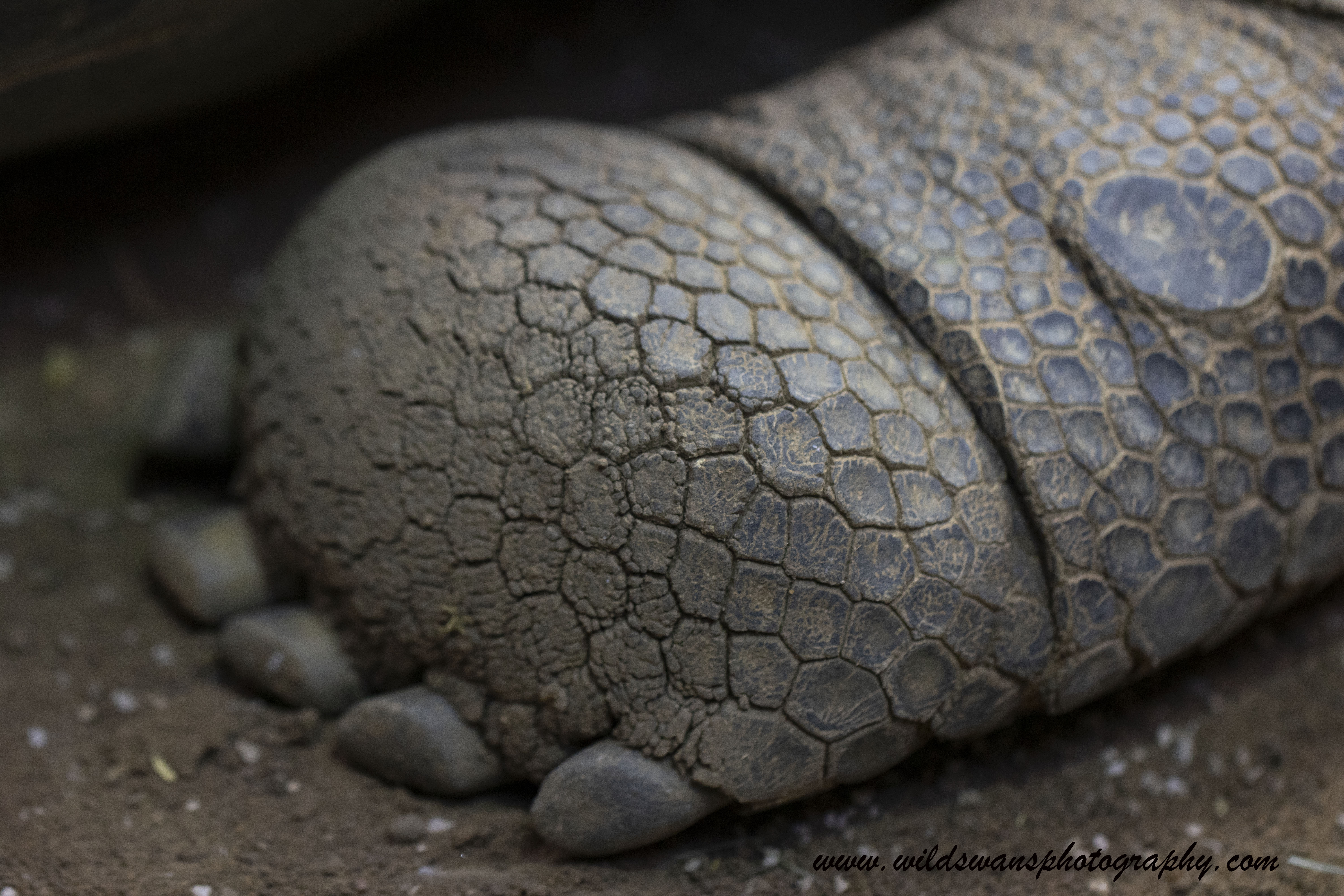 giant tortoise foot
