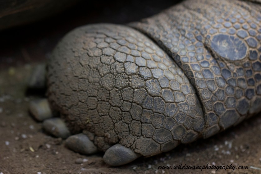 giant tortoise foot