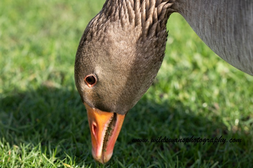 Goose eating grass kew