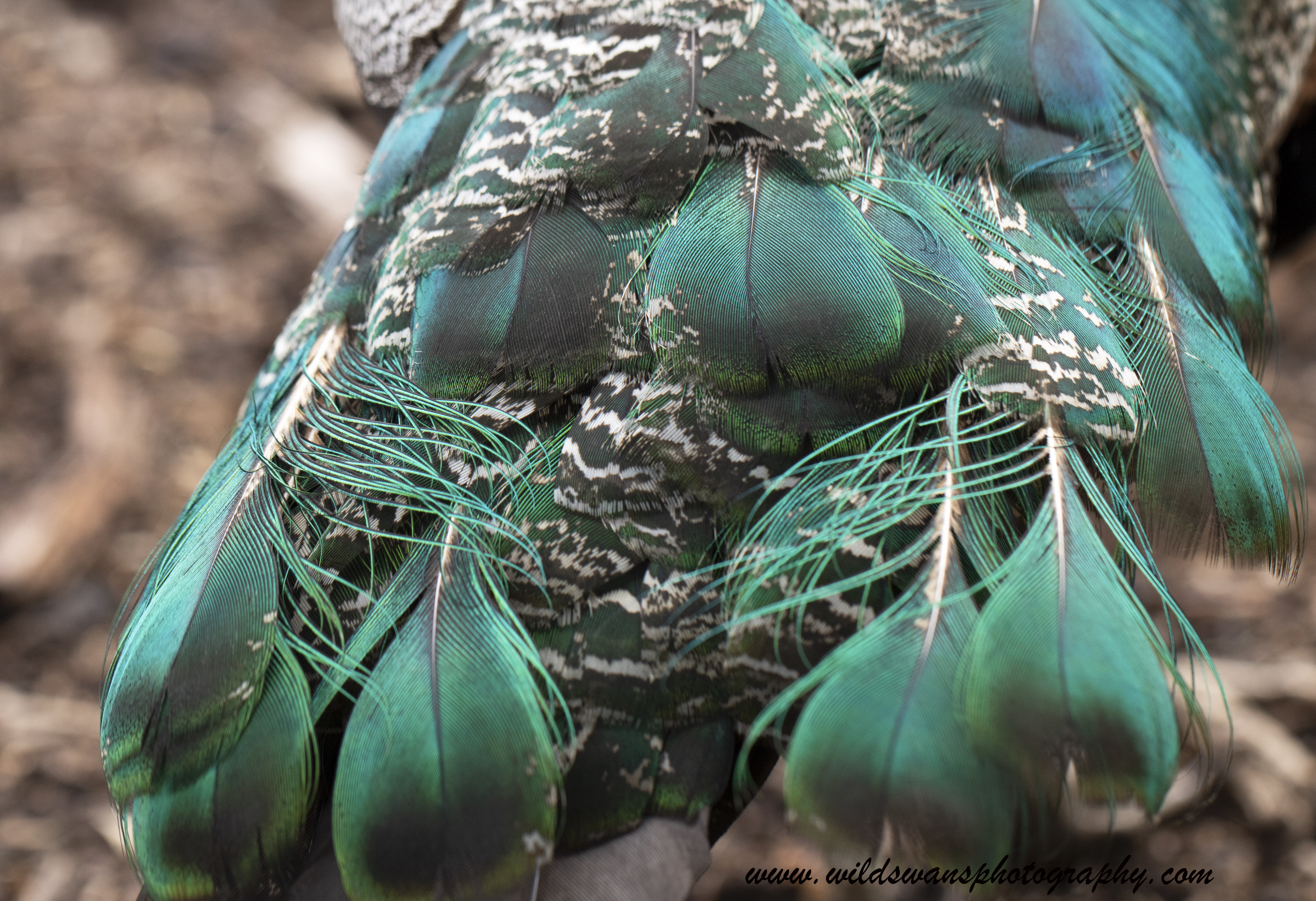 peacock feathers kew