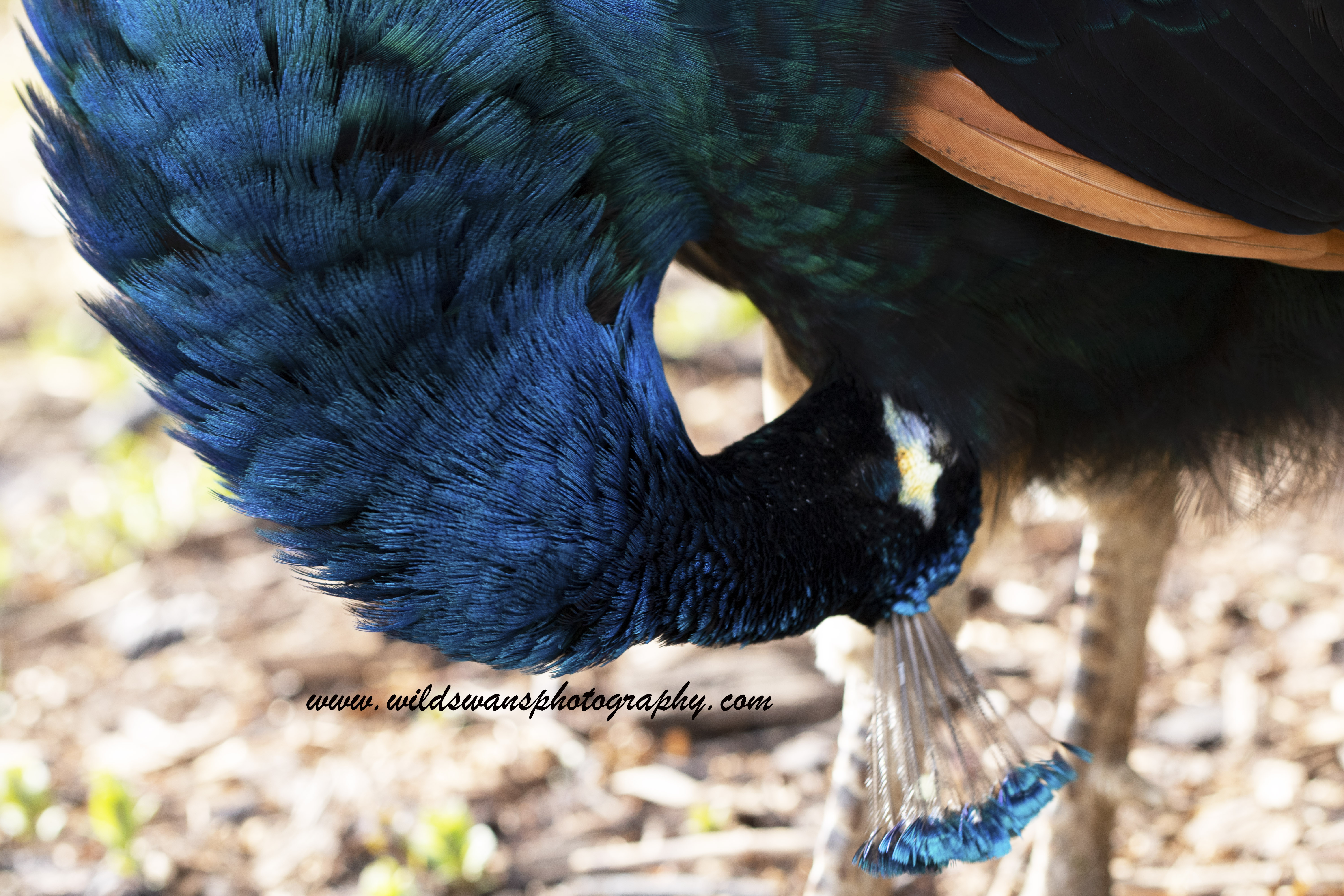 peacock kew preening