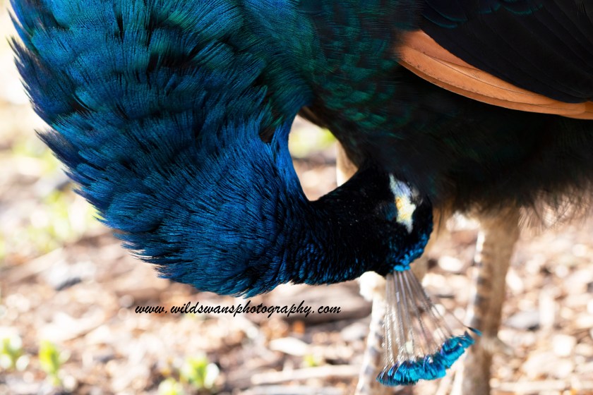 peacock kew preening